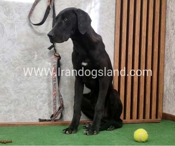 twlh-gryt-dyn-greatdane-194_1