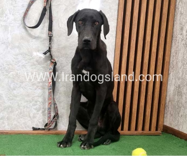 twlh-gryt-dyn-greatdane-194_10