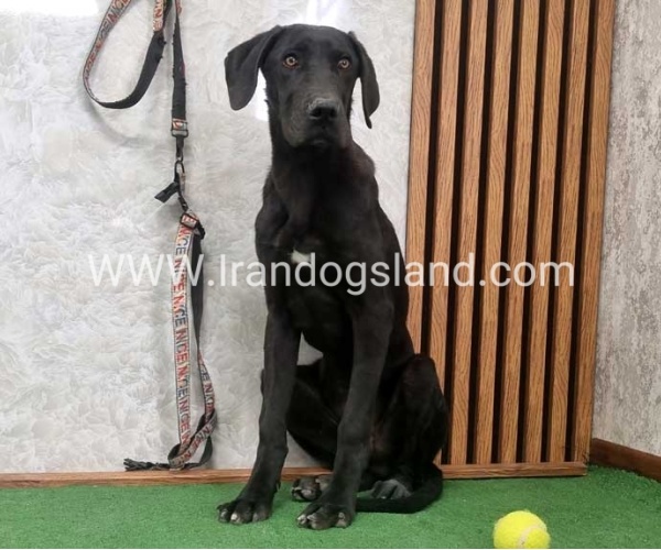 twlh-gryt-dyn-greatdane-194_2