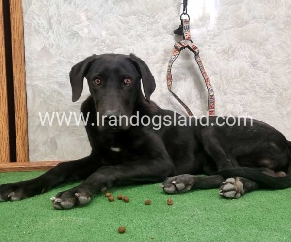 twlh-gryt-dyn-greatdane-194_3