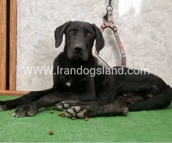 twlh-gryt-dyn-greatdane-194_4