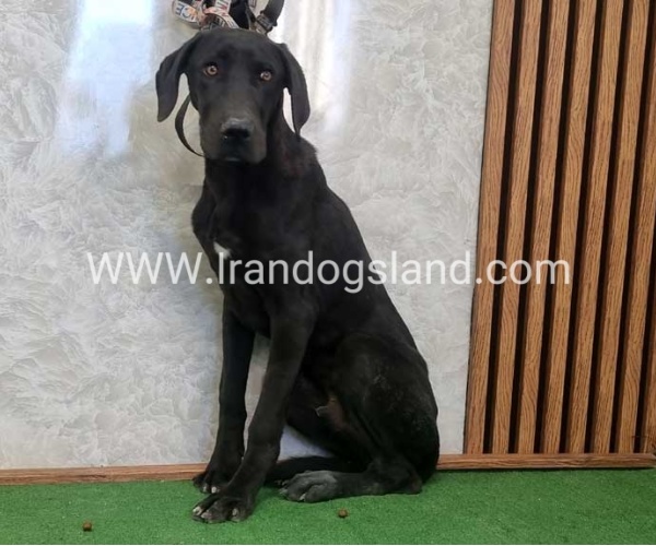 twlh-gryt-dyn-greatdane-194_5