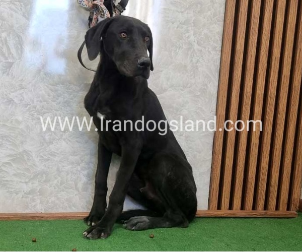 twlh-gryt-dyn-greatdane-194_6