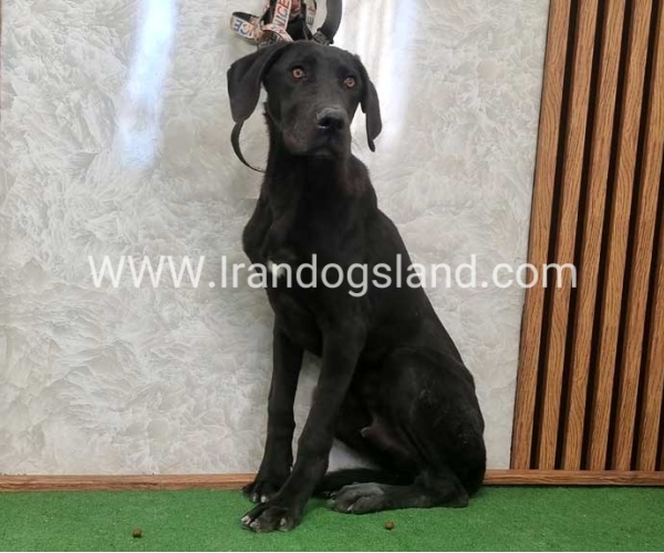 twlh-gryt-dyn-greatdane-194_7