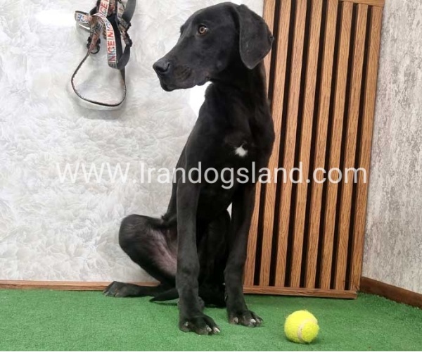 twlh-gryt-dyn-greatdane-194_8