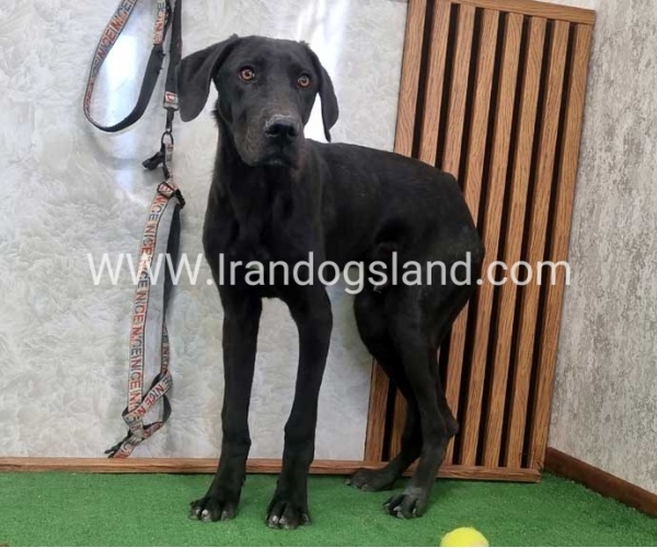 twlh-gryt-dyn-greatdane-194_9