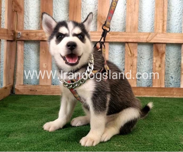 twlh-hasky-husky-392_1