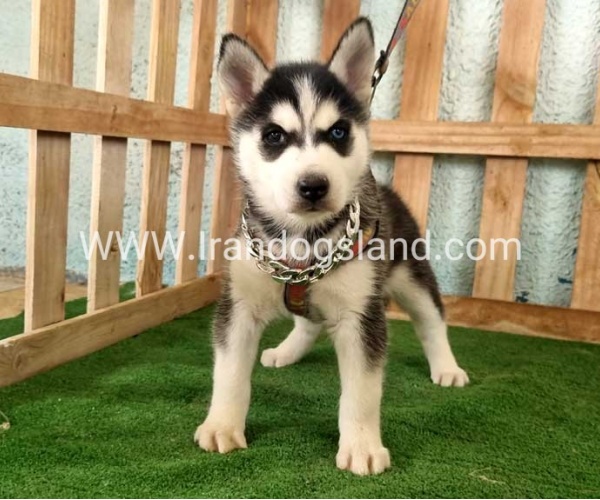 twlh-hasky-husky-392_10