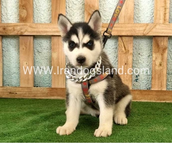 twlh-hasky-husky-392_11