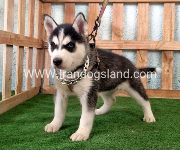 twlh-hasky-husky-392_12