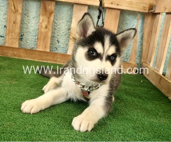 twlh-hasky-husky-392_2