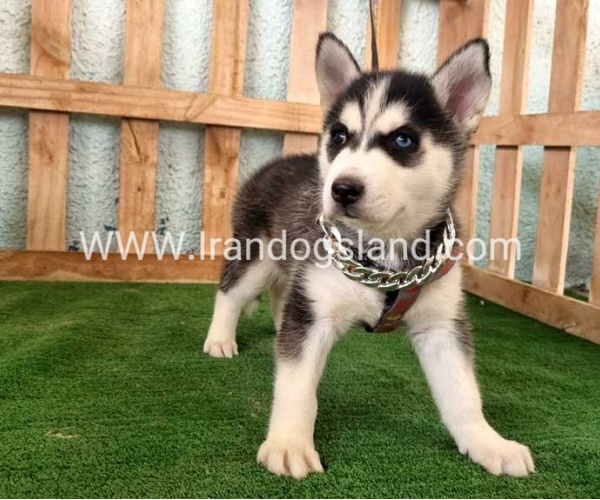 twlh-hasky-husky-392_3