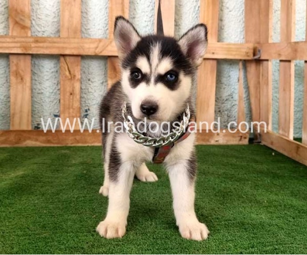 twlh-hasky-husky-392_4