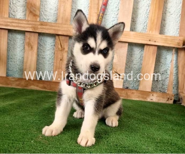 twlh-hasky-husky-392_5