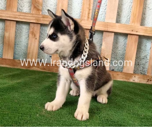 twlh-hasky-husky-392_6