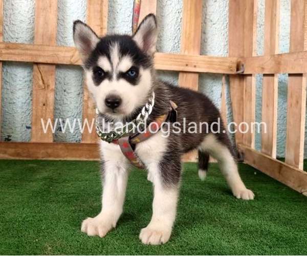 twlh-hasky-husky-392_7