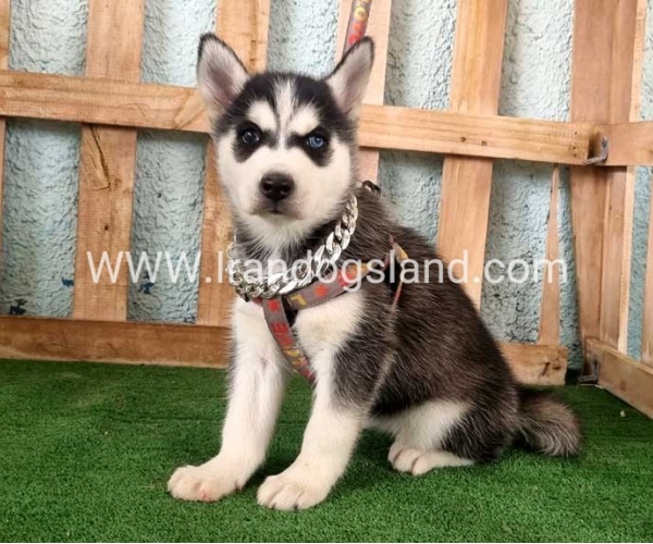 twlh-hasky-husky-392_8