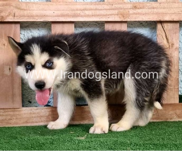 twlh-hasky-husky-395_1