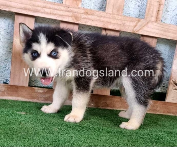 twlh-hasky-husky-395_2