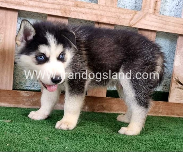 twlh-hasky-husky-395_3