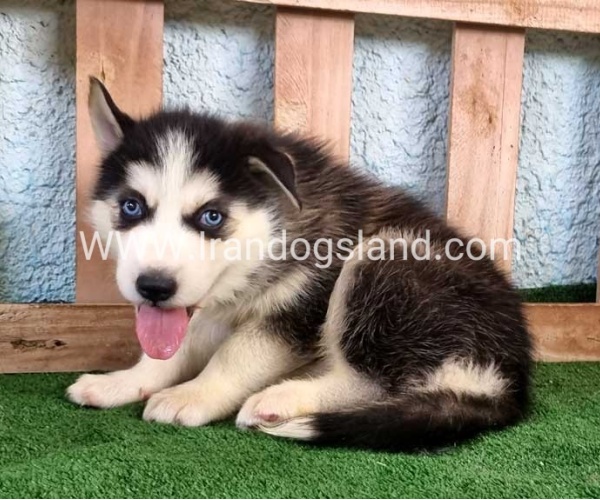 twlh-hasky-husky-395_4