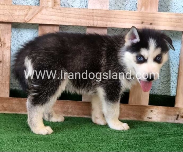 twlh-hasky-husky-395_5