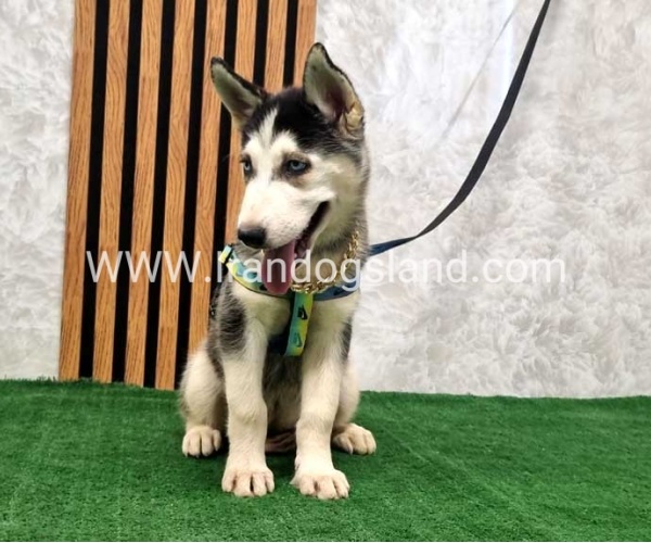 twlh-hasky-husky-401_6