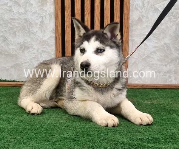 هاسکی اصیل چشم آبی - H355