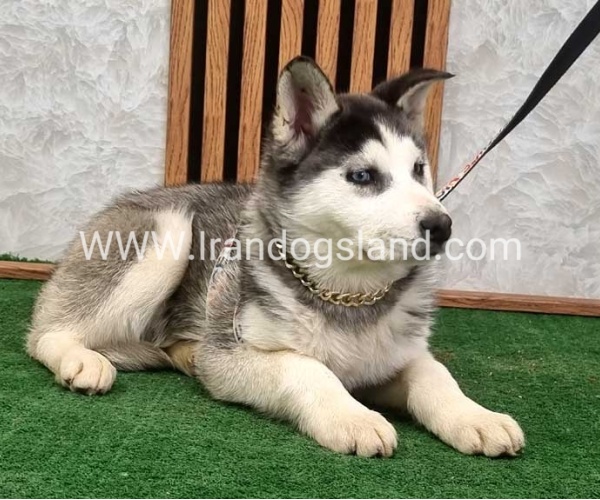 هاسکی اصیل چشم آبی - H355