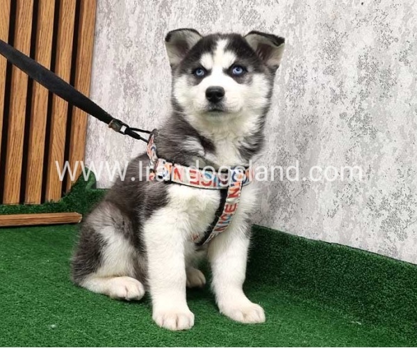 twlh-hasky-husky-437_10