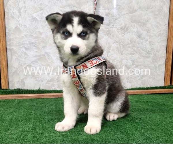 twlh-hasky-husky-437_11