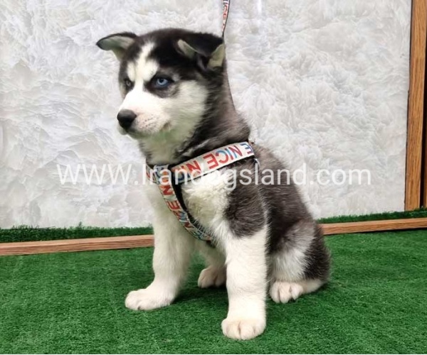 twlh-hasky-husky-437_12