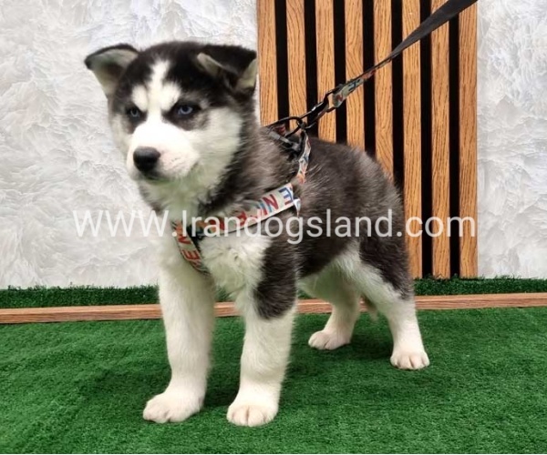 twlh-hasky-husky-437_2