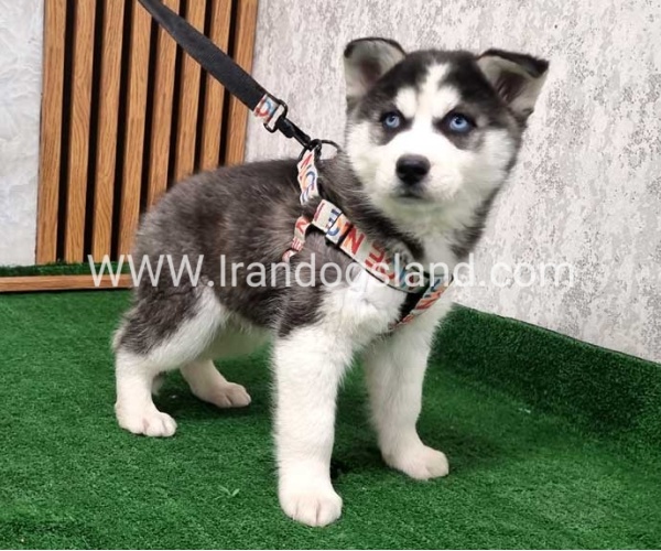 twlh-hasky-husky-437_3