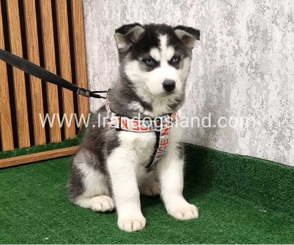 twlh-hasky-husky-437_5