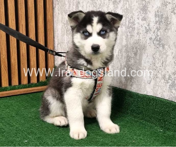 twlh-hasky-husky-437_6