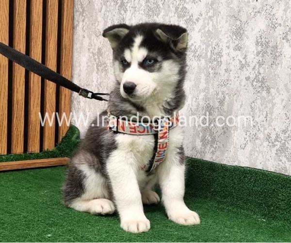 twlh-hasky-husky-437_7