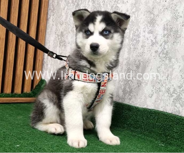 twlh-hasky-husky-437_8