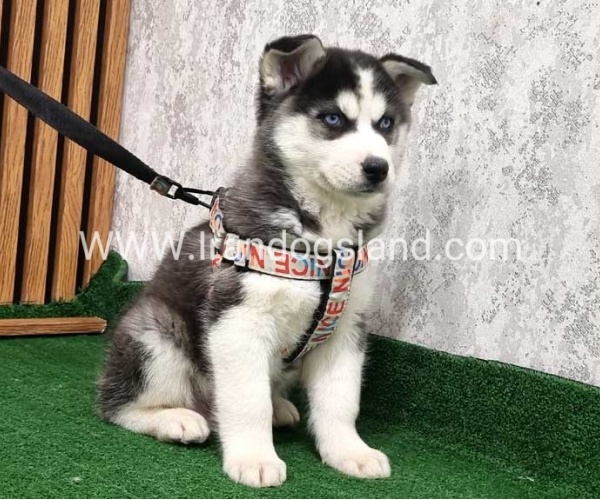 twlh-hasky-husky-437_9