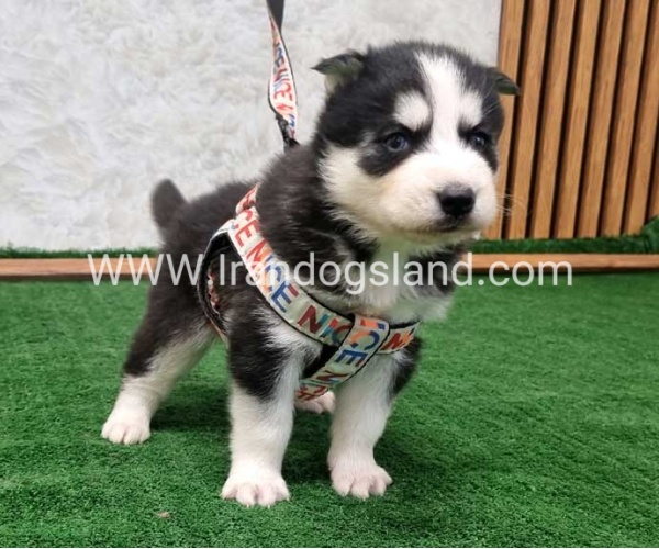 twlh-hasky-husky-439_1