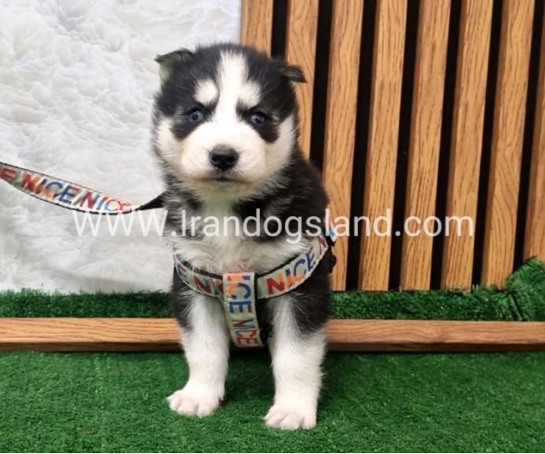 twlh-hasky-husky-439_3
