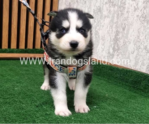 twlh-hasky-husky-439_6