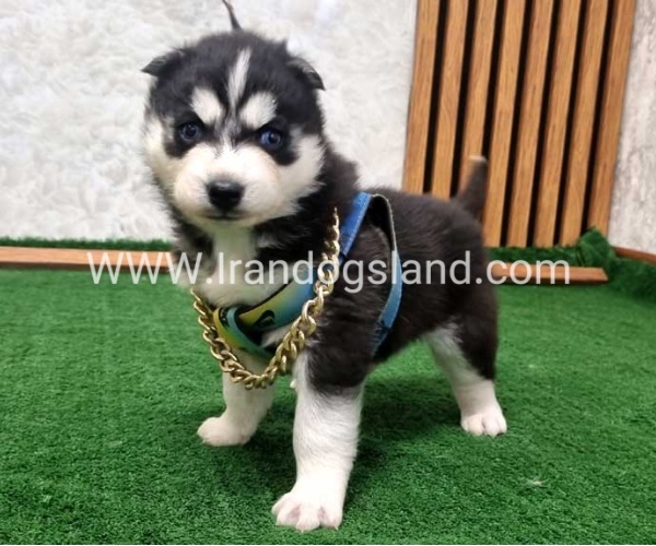 twlh-hasky-husky-440_1