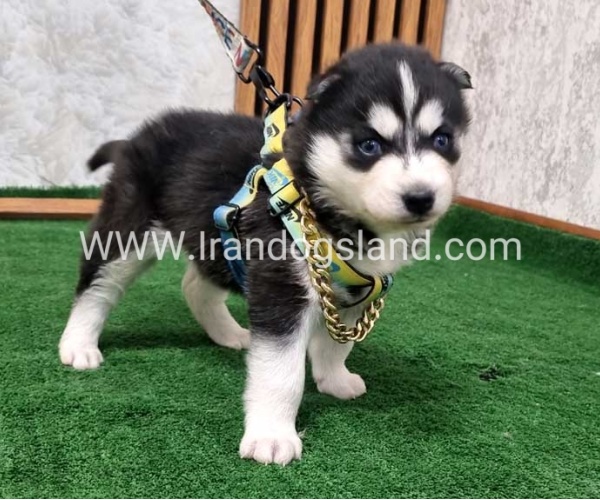 twlh-hasky-husky-440_6