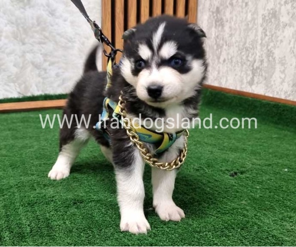 twlh-hasky-husky-440_9