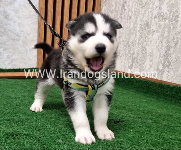twlh-hasky-husky-441_10