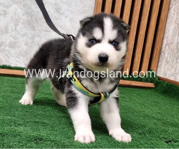 twlh-hasky-husky-441_2