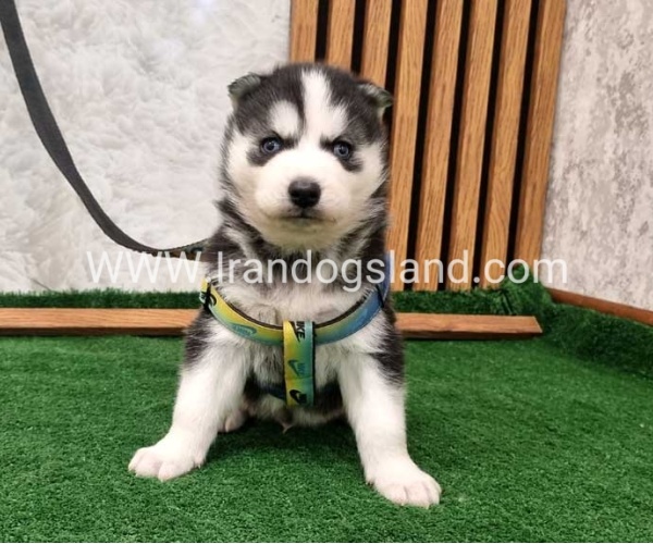 twlh-hasky-husky-441_4