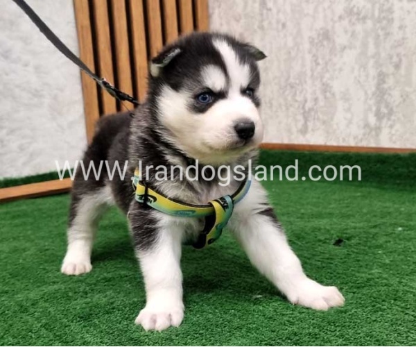 twlh-hasky-husky-441_5