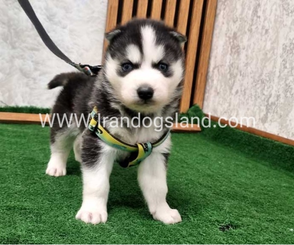 twlh-hasky-husky-441_7